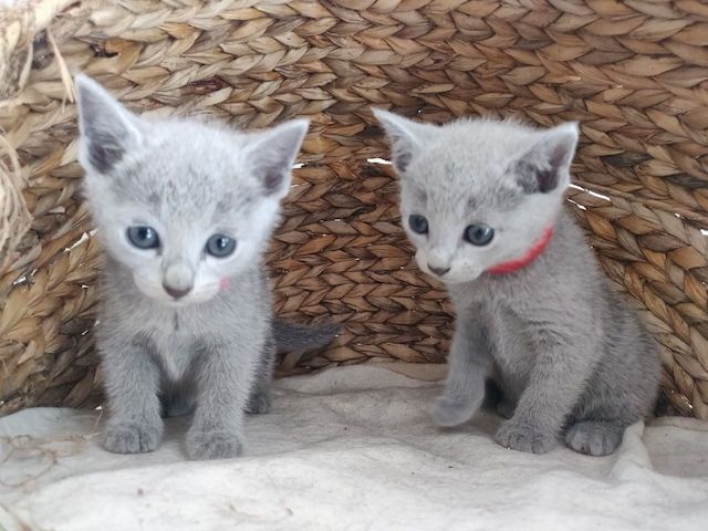 Entzückende Russisch Blau Kätzchen.