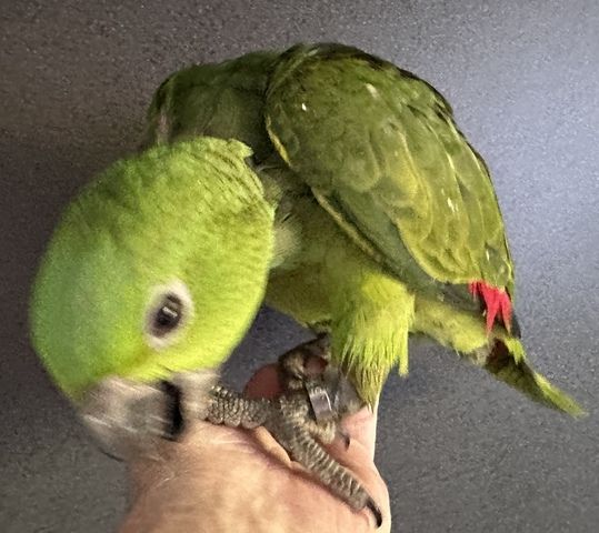 Gelbnackenamazonen Babys handzahm- Papagei