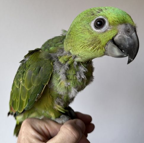 Gelbnackenamazonen Babys handzahm- Papagei