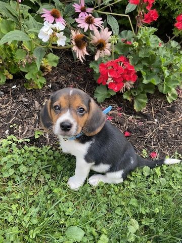 Wunderschöne Beagle-Welpen