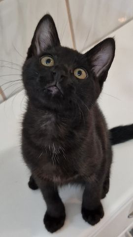 Schwarze Baby Katze sucht liebevolles Zuhause - Abholbereit -