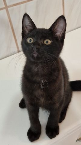 Schwarze Baby Katze sucht liebevolles Zuhause - Abholbereit -