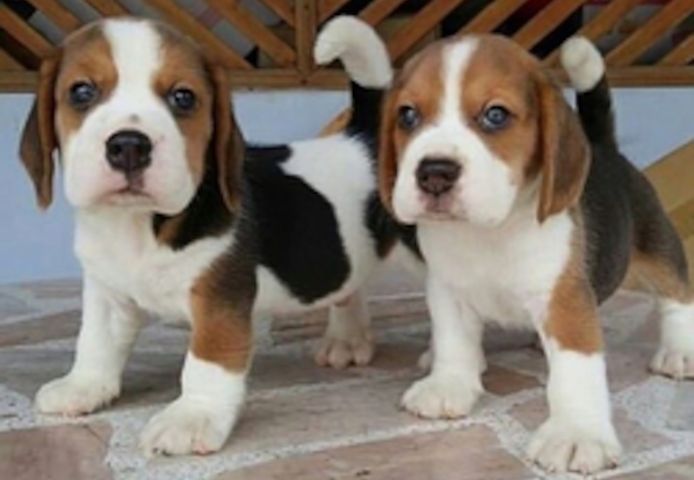 verspielte Beagle-Welpen zu verkaufen