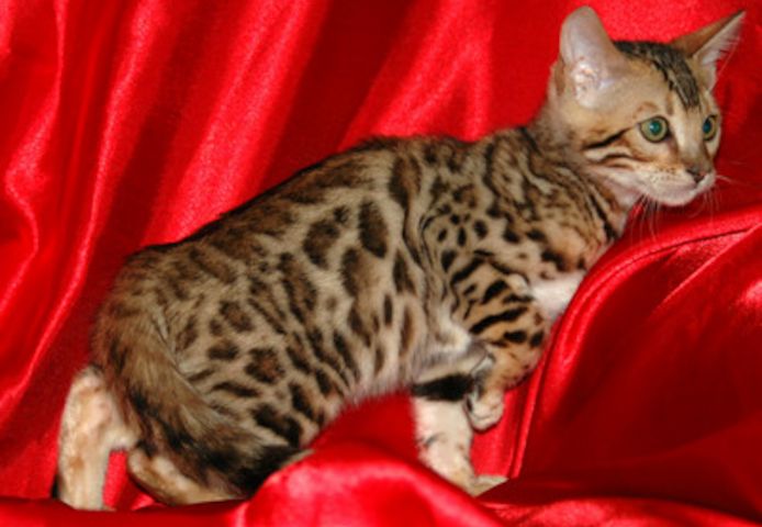 Liebevolles MiniLeoparden BengalKatzen mit Papieren whatsapp Nummer (+37069673271)