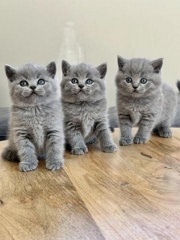 Britisch Kurzhaar-Kätzchen zu verkaufen