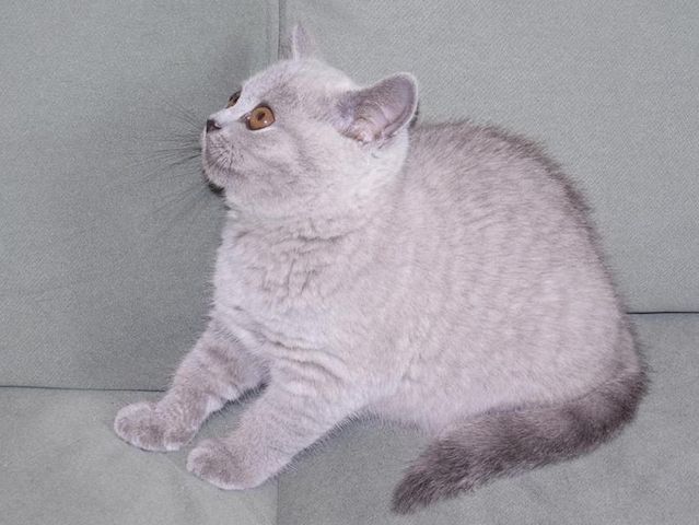 Britisch Kurzhaar (BKH), Katzenbaby, Kitten, (weiblich)