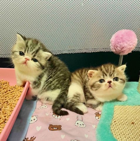 Zwei liebenswerte Exotic Shorthair Katzen suchen ein neues Zuhause! - mit Stammbaum