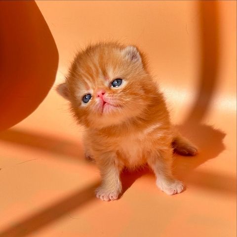 Zwei liebenswerte Exotic Shorthair Katzen suchen ein neues Zuhause! - mit Stammbaum
