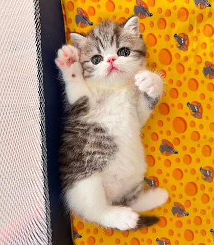 Zwei liebenswerte Exotic Shorthair Katzen suchen ein neues Zuhause! - mit Stammbaum