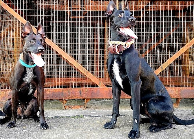 Bildschöne Malinoispuppy's in Sonderfarbe!