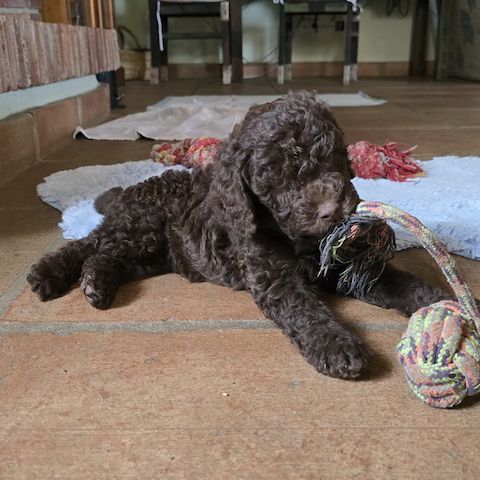 Pudel x Wasserhund Welpen * Mitte Juni 2024