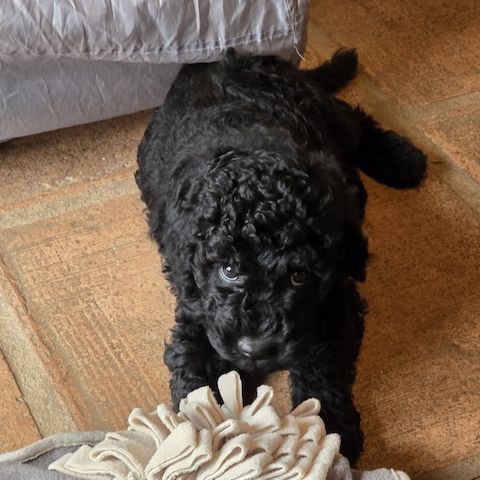 Pudel x Wasserhund Welpen * Mitte Juni 2024