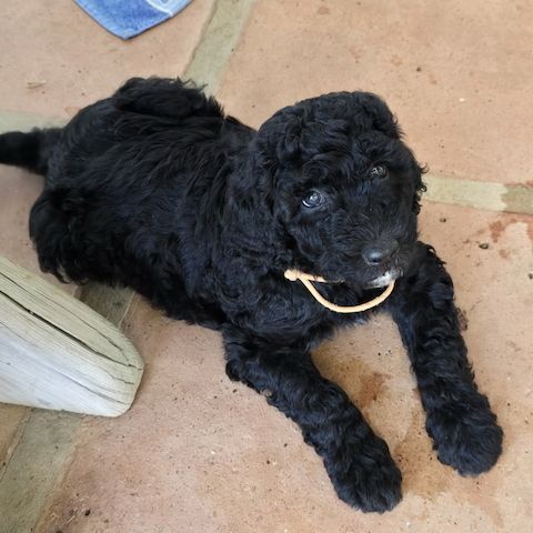 Pudel x Wasserhund Welpen * Mitte Juni 2024