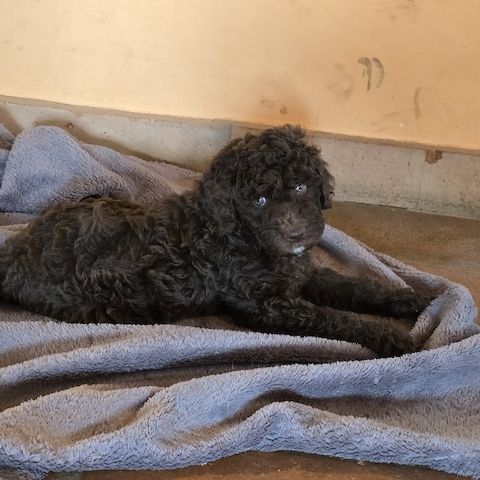 Pudel x Wasserhund Welpen * Mitte Juni 2024