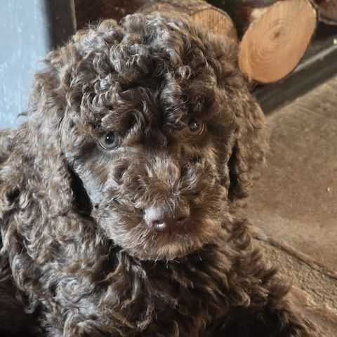 Pudel x Wasserhund Welpen * Mitte Juni 2024