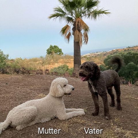 Pudel x Wasserhund Welpen * Mitte Juni 2024