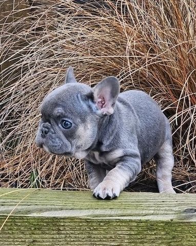 Französische Bulldoggen welpen zu verkaufen