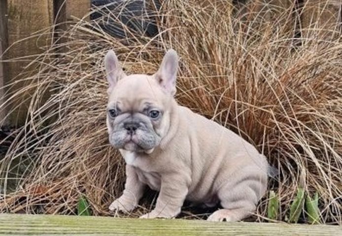 Bezaubernde Französische Bulldoggenwelpen