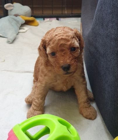 Toypudel Welpen ab Ende August <3