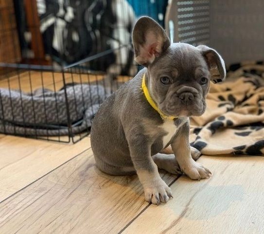 Französische Bulldoggenwelpen verfügbar