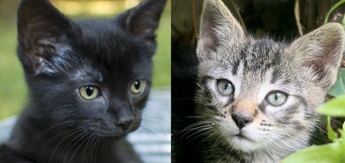 muntere und gesunde Katzengeschwister (Kater & Katze) am 17.05.2024 geboren, suchen neues Heim
