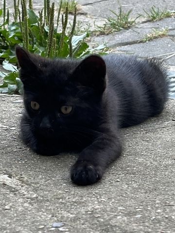 muntere und gesunde Katzengeschwister (Kater & Katze) am 17.05.2024 geboren, suchen neues Heim