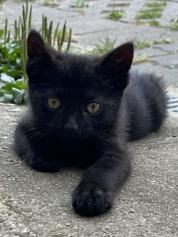 muntere und gesunde Katzengeschwister (Kater & Katze) am 17.05.2024 geboren, suchen neues Heim