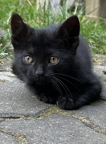 muntere und gesunde Katzengeschwister (Kater & Katze) am 17.05.2024 geboren, suchen neues Heim