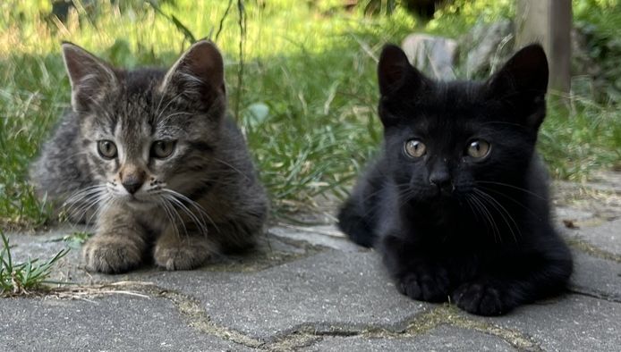 muntere und gesunde Katzengeschwister (Kater & Katze) am 17.05.2024 geboren, suchen neues Heim