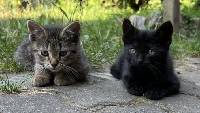 muntere und gesunde Katzengeschwister (Kater & Katze) am 17.05.2024 geboren, suchen neues Heim