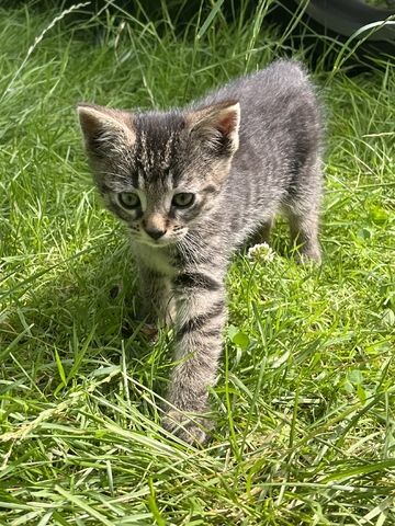 muntere und gesunde Katzengeschwister (Kater & Katze) am 17.05.2024 geboren, suchen neues Heim