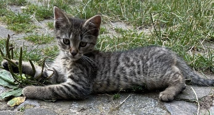 muntere und gesunde Katzengeschwister (Kater & Katze) am 17.05.2024 geboren, suchen neues Heim