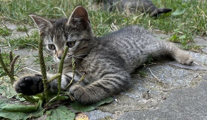 muntere und gesunde Katzengeschwister (Kater & Katze) am 17.05.2024 geboren, suchen neues Heim
