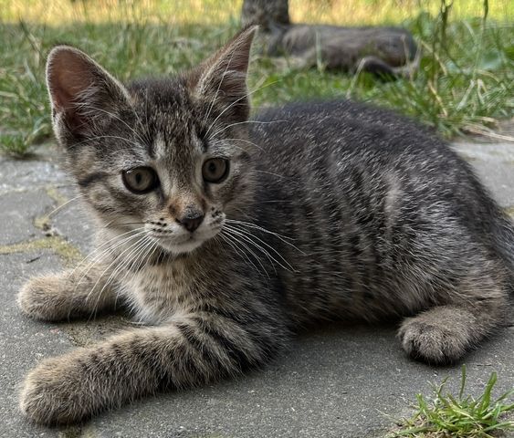 muntere und gesunde Katzengeschwister (Kater & Katze) am 17.05.2024 geboren, suchen neues Heim