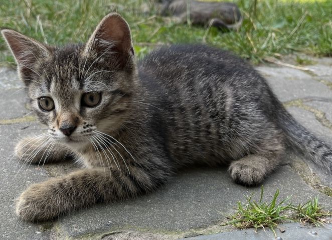 muntere und gesunde Katzengeschwister (Kater & Katze) am 17.05.2024 geboren, suchen neues Heim