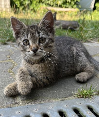 muntere und gesunde Katzengeschwister (Kater & Katze) am 17.05.2024 geboren, suchen neues Heim