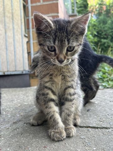 muntere und gesunde Katzengeschwister (Kater & Katze) am 17.05.2024 geboren, suchen neues Heim