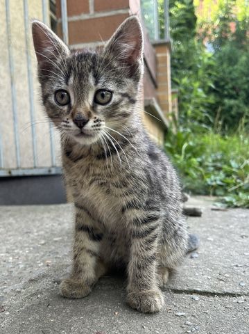 muntere und gesunde Katzengeschwister (Kater & Katze) am 17.05.2024 geboren, suchen neues Heim