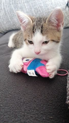 Kater zu verkaufen