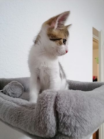 Kater zu verkaufen