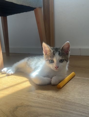 Kater zu verkaufen