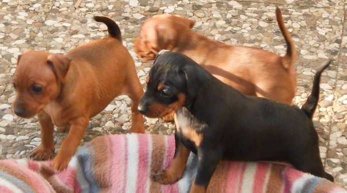 Super Zwergpinscher Welpen  mit Papieren  whatsapp Nummer (+37069673271)