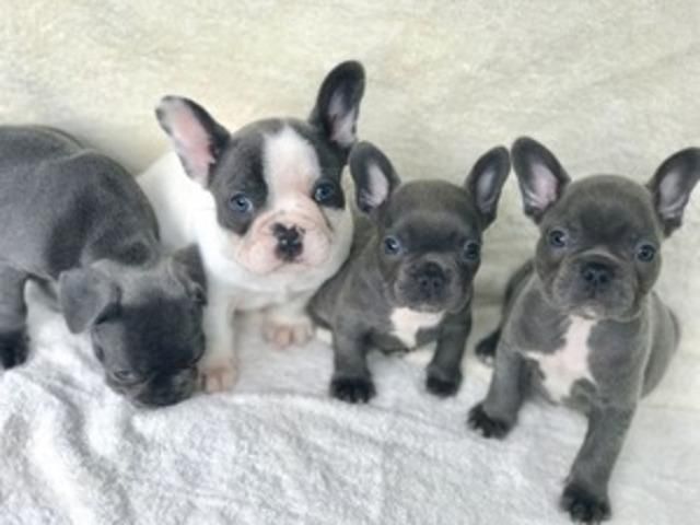 Super Französische Bulldogge Welpen mit Papieren whatsapp Nummer (+37069673271)