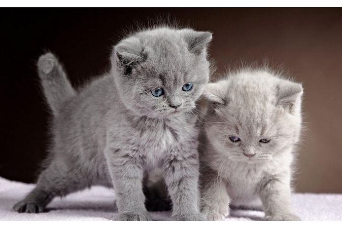 Britisch-Kurzhaar Kitten--WHATSAPP.....+4915217519768