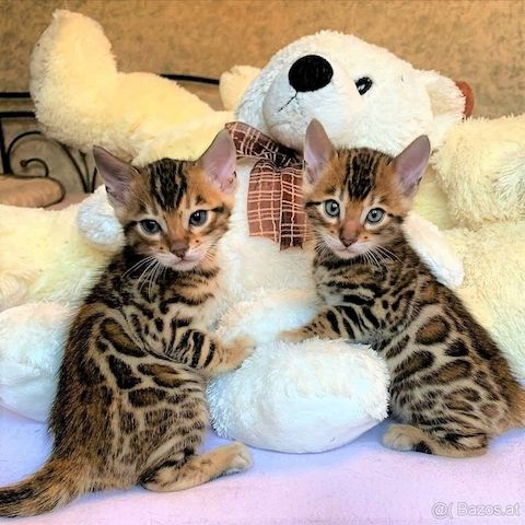 KOSTENLOS Bengal- WHATSAPP: +4915510348975