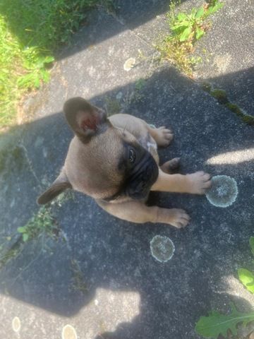 Französisch Bulldoggen Welpen