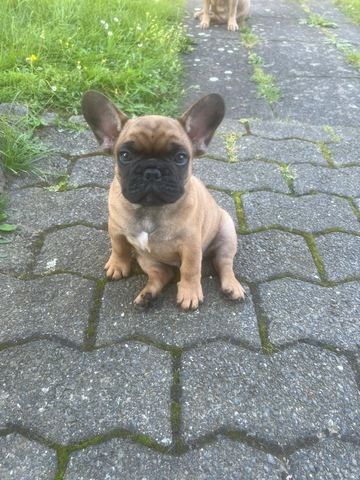 Französisch Bulldoggen Welpen
