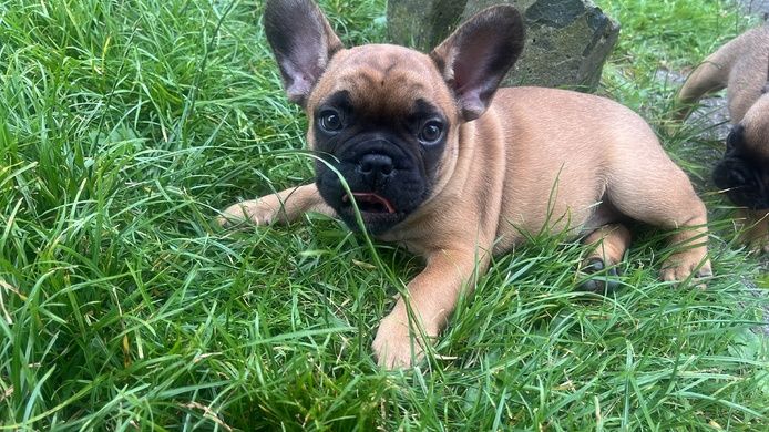 Französisch Bulldoggen Welpen