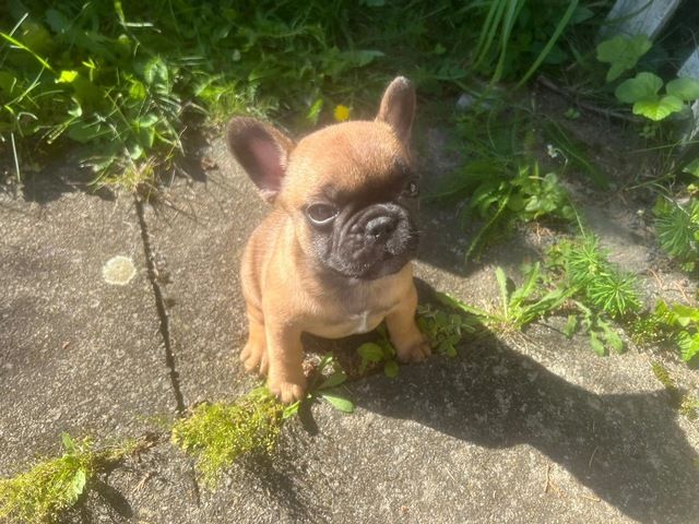 Französisch Bulldoggen Welpen