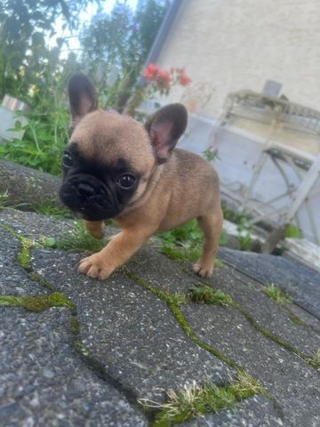 Französisch Bulldoggen Welpen